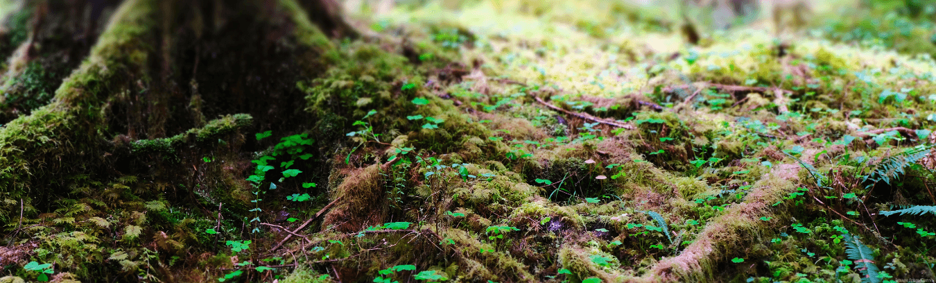 Image description: A picture of a tree root system, from the Hoh rainforest in Washington state. The roots are covered in bright green moss with little seedlings and ground cover shooting out from them.
